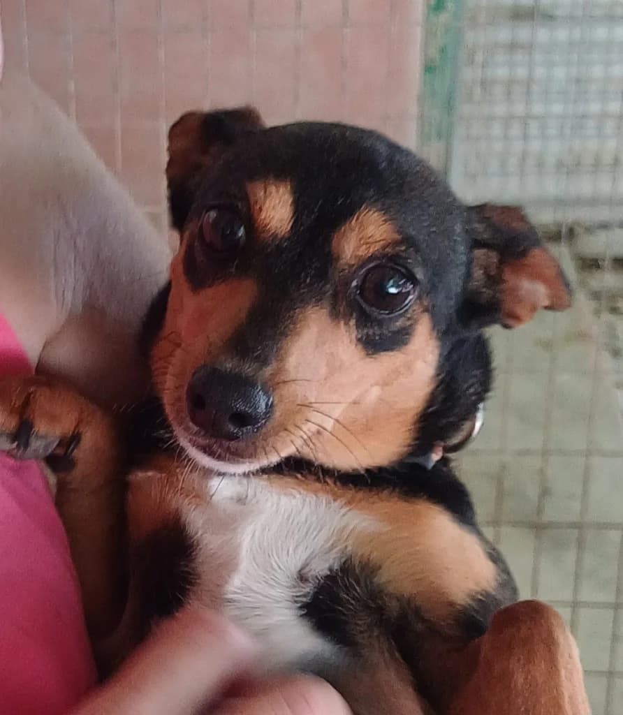 Bella, Mixed Breed for adoption at PAWS Dog Shelter Paphos, Paws Dog Shelter