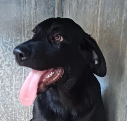 Cole, puppy Mixed Breed for adoption at PAWS Dog Shelter Paphos, Paws Dog Shelter