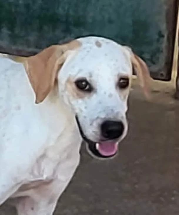 Diego, Mixed Breed for adoption at PAWS Dog Shelter Paphos, Paws Dog Shelter