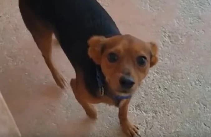 Dino, Mixed Breed for adoption at PAWS Dog Shelter Paphos, Paws Dog Shelter