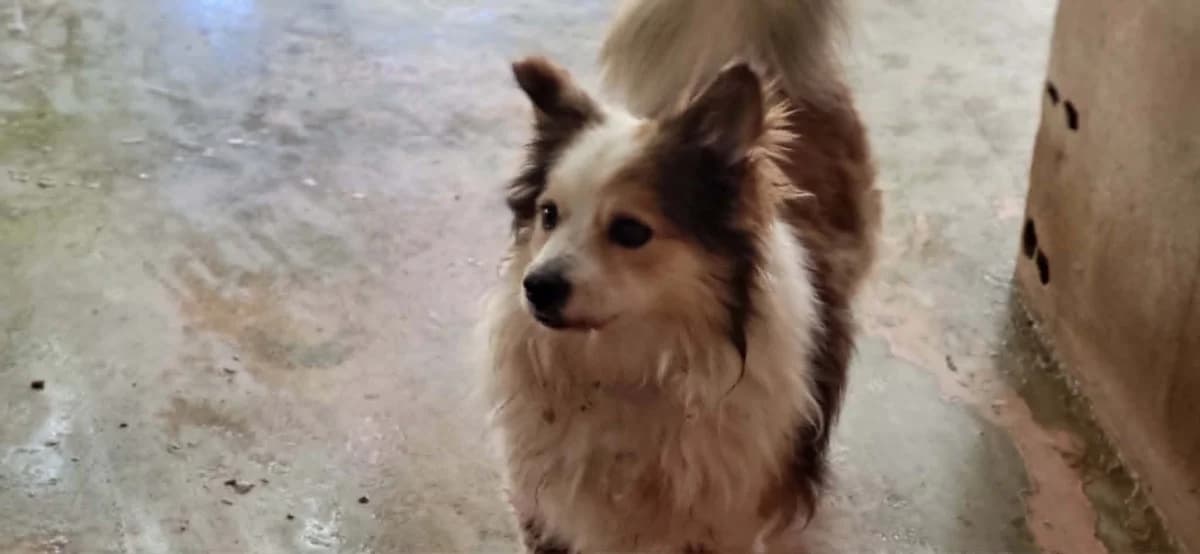 Jay Jay, Mixed Breed for adoption at PAWS Dog Shelter Paphos, Paws Dog Shelter