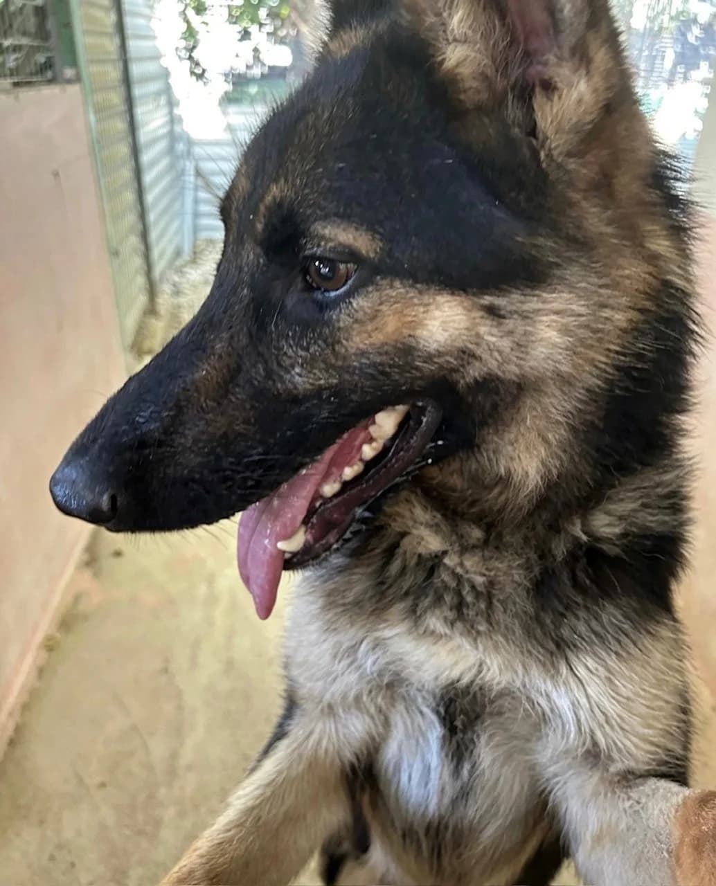 Jude, Mixed Breed for adoption at PAWS Dog Shelter Paphos, Paws Dog Shelter