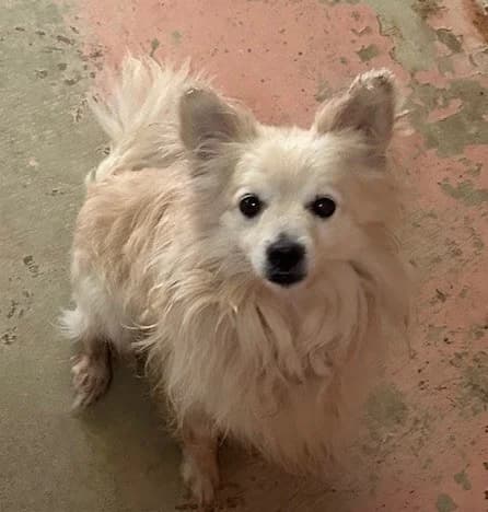 Kardo, Mixed Breed for adoption at PAWS Dog Shelter Paphos, Paws Dog Shelter