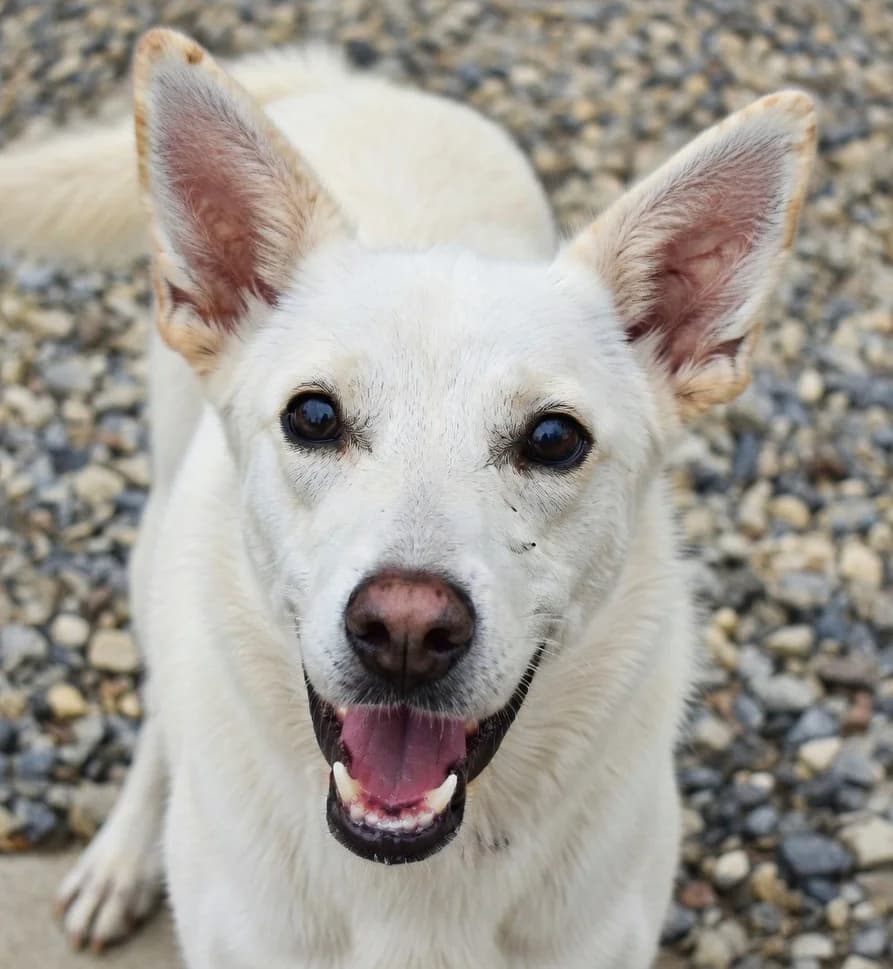 Mila, Mixed Breed for adoption at PAWS Dog Shelter Paphos, Paws Dog Shelter