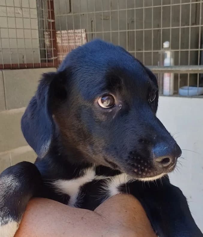 Reno, puppy Mixed Breed for adoption at PAWS Dog Shelter Paphos, Paws Dog Shelter