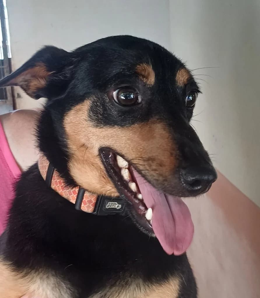 Rikkos, Mixed Breed for adoption at PAWS Dog Shelter Paphos, Paws Dog Shelter