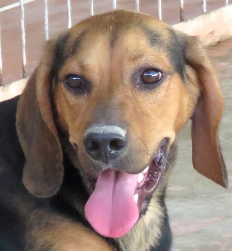 Missouri, male 3yo Mixed Breed for adoption at PAWS Dog Shelter Paphos