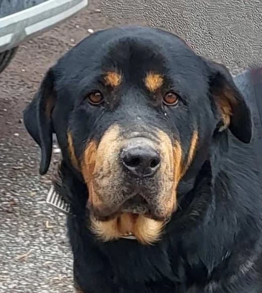 Linda, female senior Mixed Breed for adoption at PAWS Dog Shelter Paphos