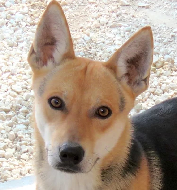 Manto, male young mixed breed for adoption at PAWS Dog Shelter Paphos