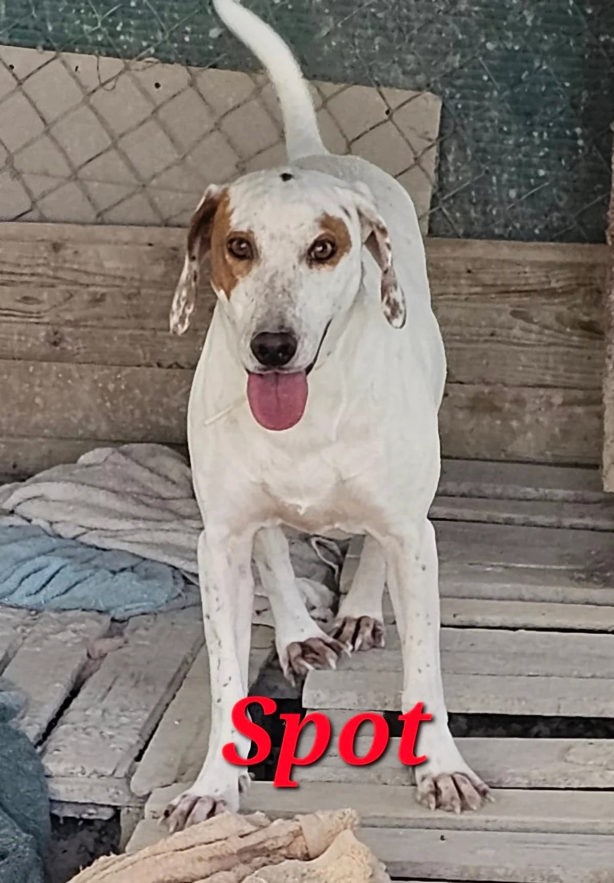 Spotty, male 6yo Mixed Breed for adoption at PAWS Dog Shelter Paphos