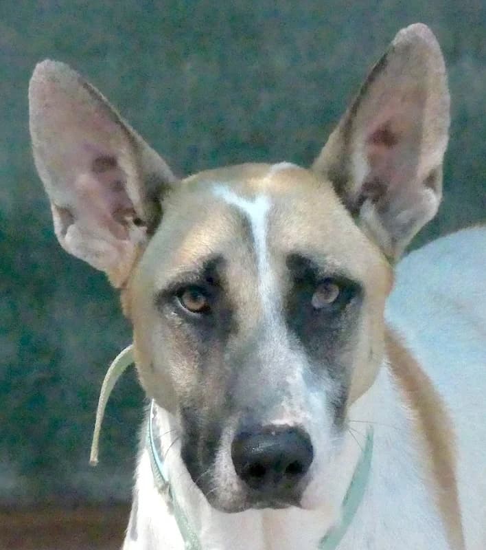 Solo, male 3yo mixed breed for adoption at PAWS Dog Shelter Paphos