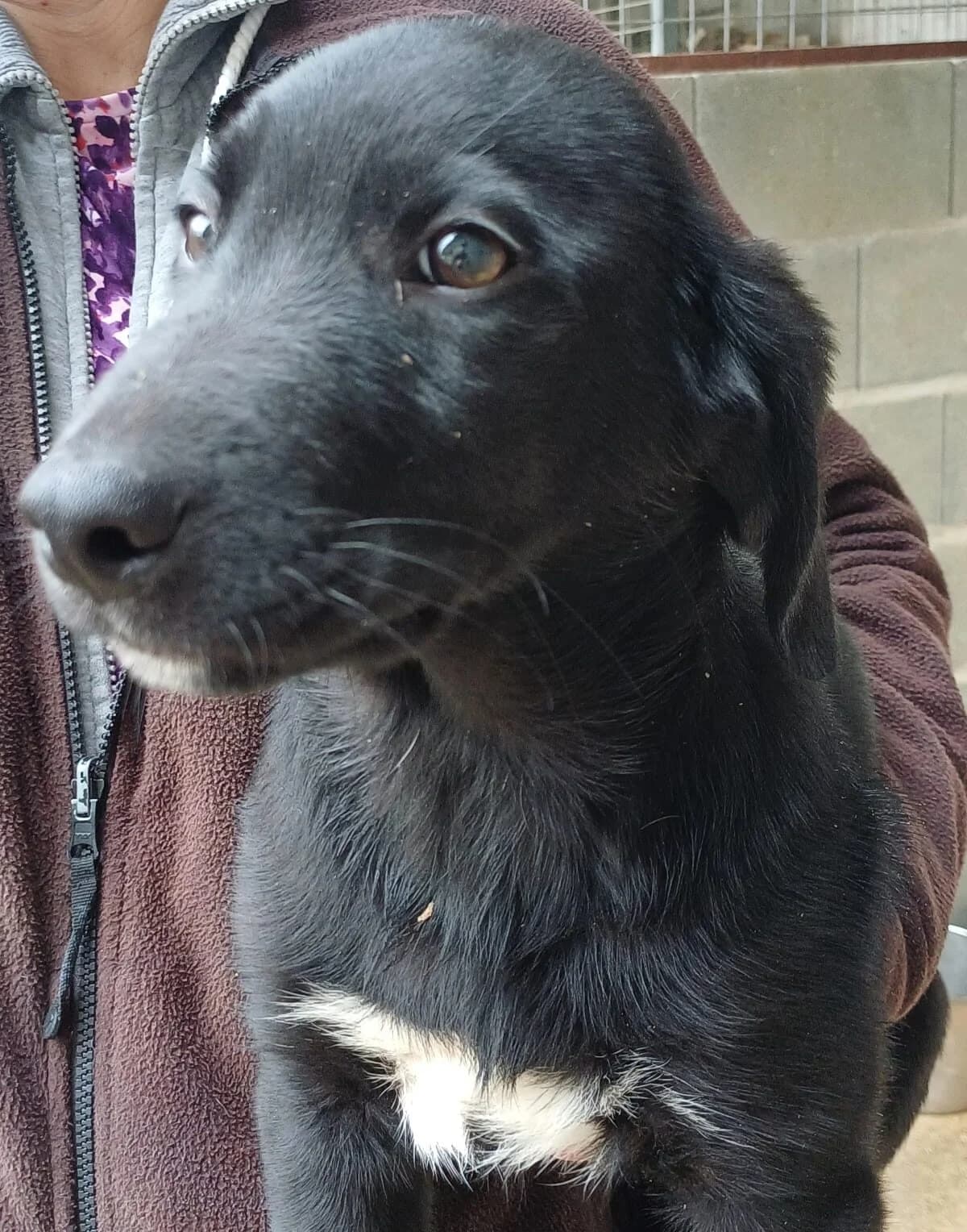 Pixel, male young Mixed Breed for adoption at PAWS Dog Shelter Paphos