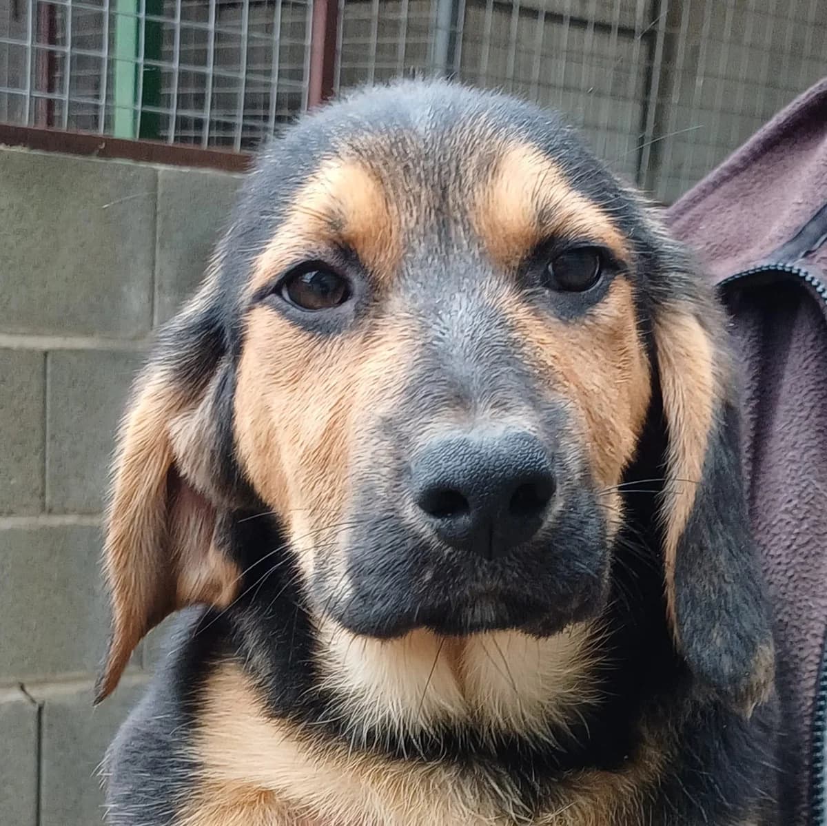 Port, female young Mixed Breed for adoption at PAWS Dog Shelter Paphos