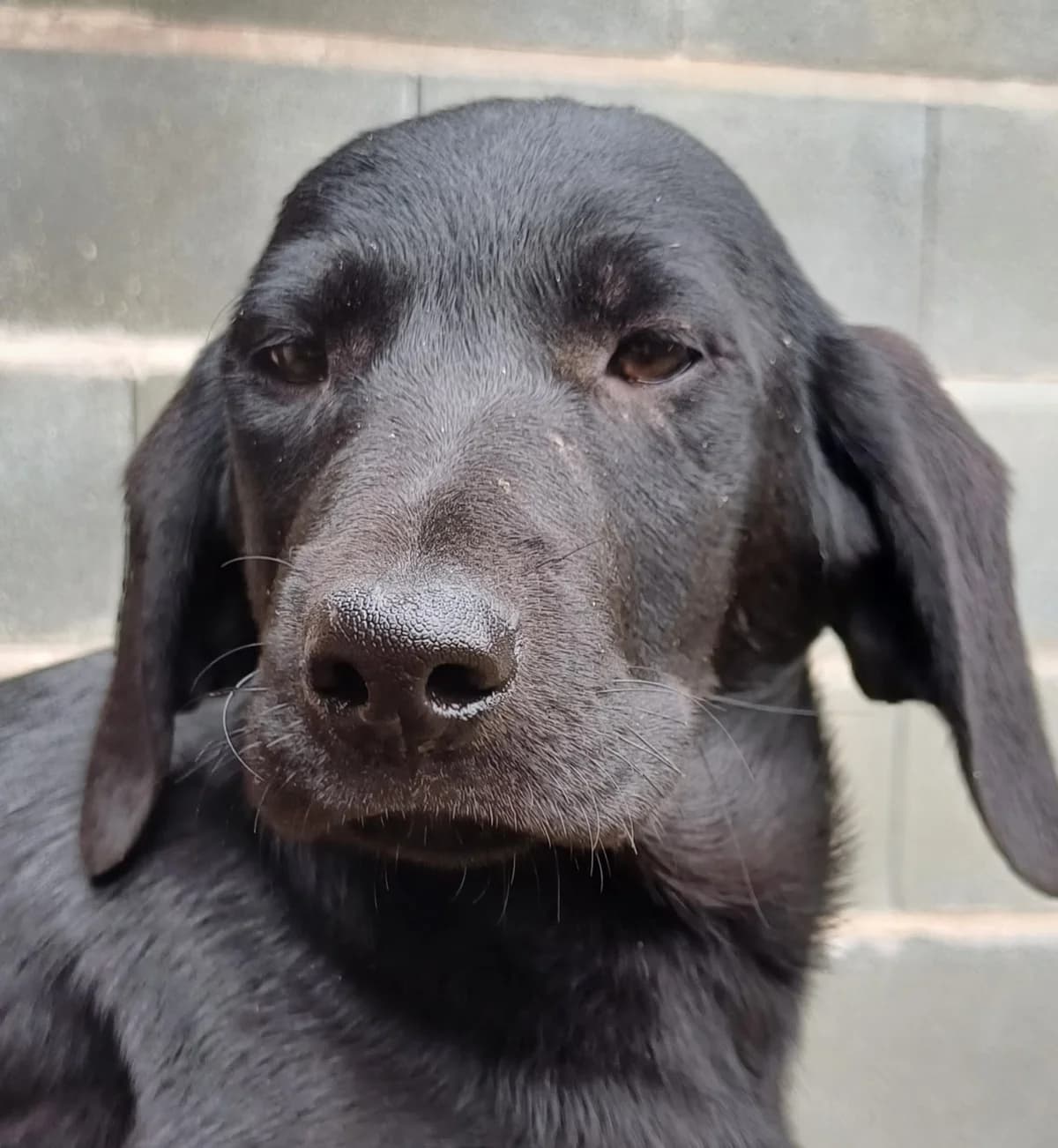Bagheera, female young Mixed Breed for adoption at PAWS Dog Shelter Paphos