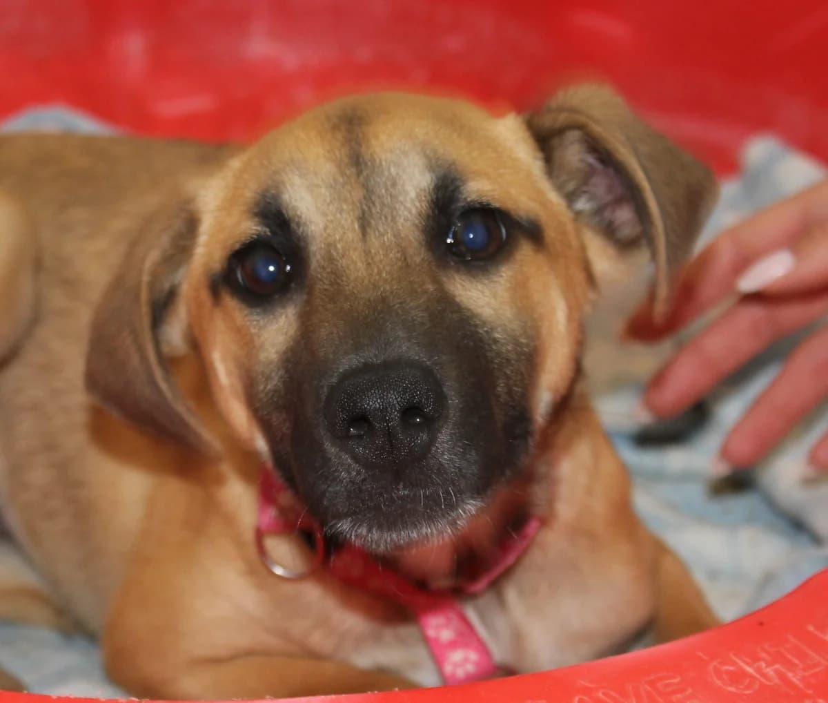 Whisper, female puppy Mixed Breed for adoption at PAWS Dog Shelter Paphos