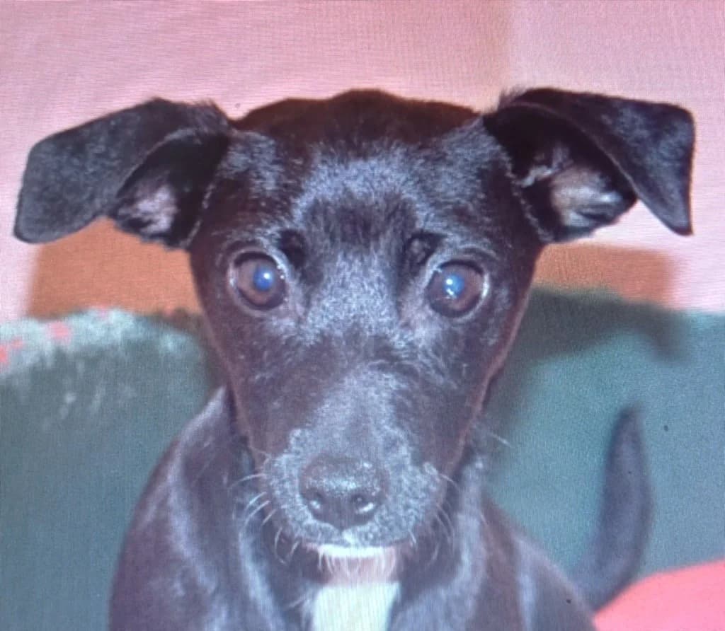 Cola, female puppy mixed breed for adoption at PAWS Dog Shelter Paphos