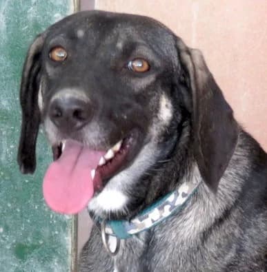 Petra, female 6yo Mixed Breed for adoption at PAWS Dog Shelter Paphos