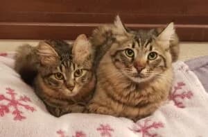 Albany and Cashew, Mixed Breed for adoption at Cyprus Pride House