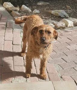 BEAUTIFUL BARLEY, female puppy Mixed Breed for adoption at Cyprus Pride House