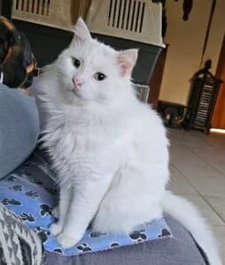 Darling Dove, male Mixed Breed for adoption at Cyprus Pride House