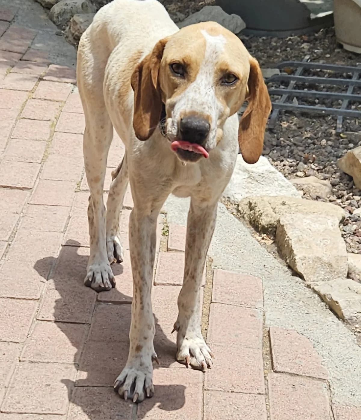 LIKEABLE LUCI, female Mixed Breed for adoption at Cyprus Pride House