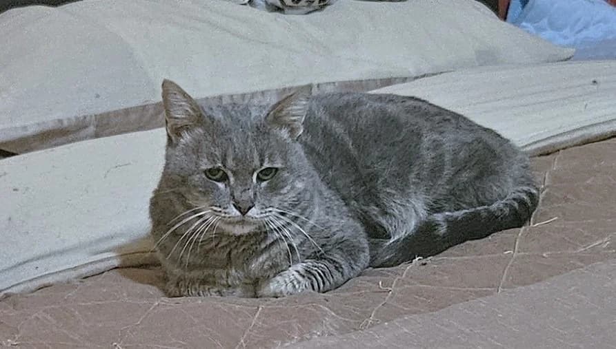 Loveable Lapis, male Mixed Breed for adoption at Cyprus Pride House