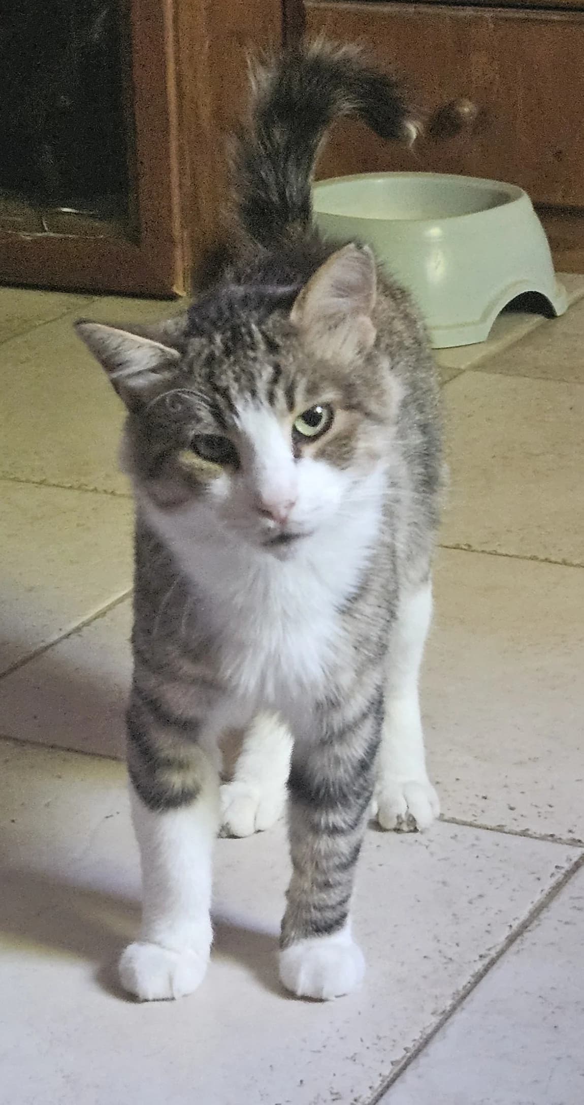 Marvelous Meatball, male Mixed Breed for adoption at Cyprus Pride House
