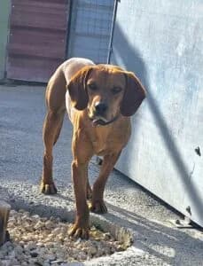 REBEL RAOUL, male puppy Mixed Breed for adoption at Cyprus Pride House