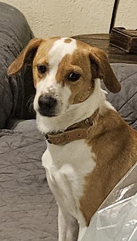 TERRIER TEDDY, male Mixed Breed for adoption at Cyprus Pride House