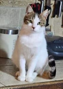 Tranquil Tiggs, male Mixed Breed for adoption at Cyprus Pride House