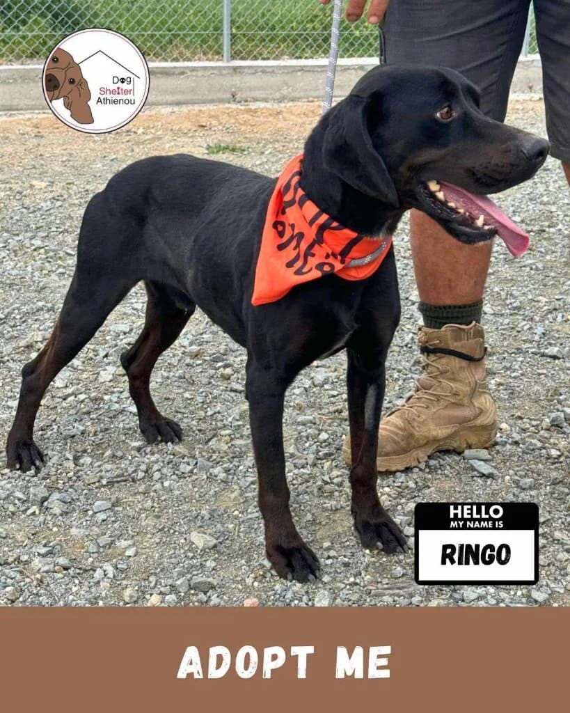 Ringo, male mixed breed for adoption at Saving Souls Animal Rescue