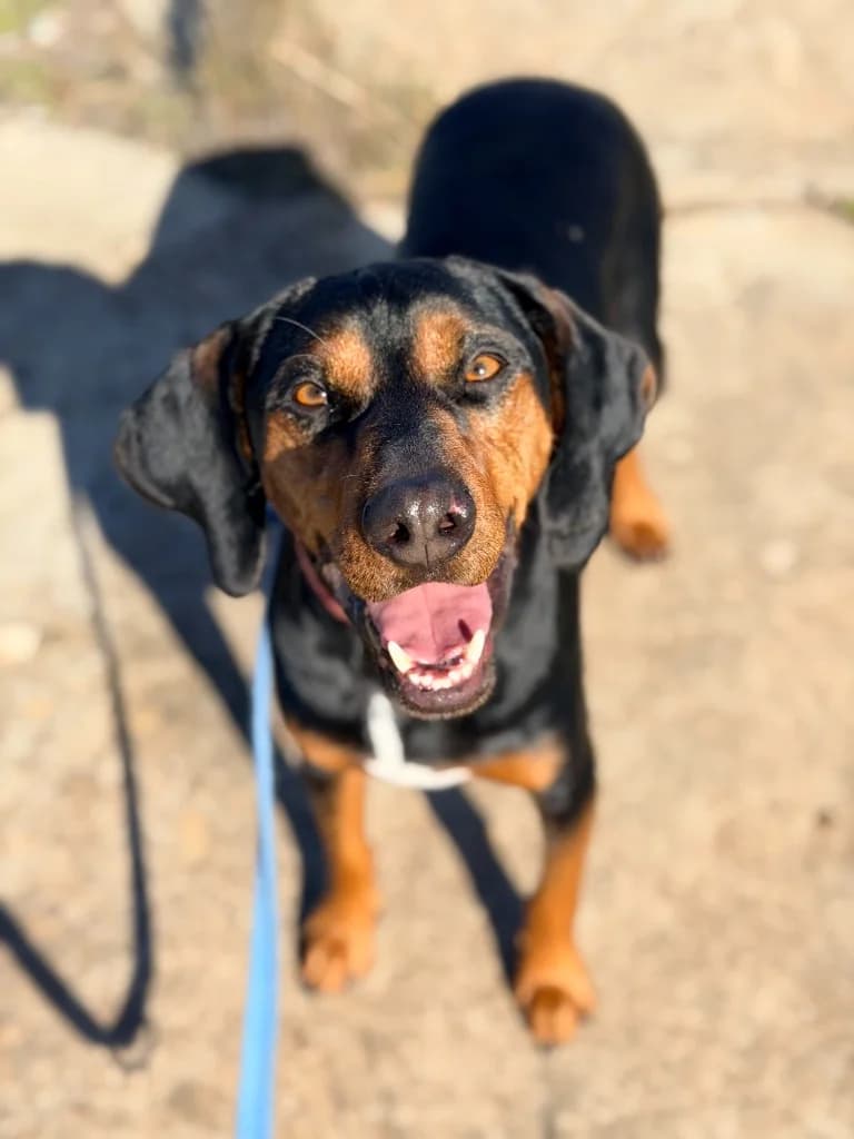 Harry, male mixed breed for adoption at Saving Souls Animal Rescue