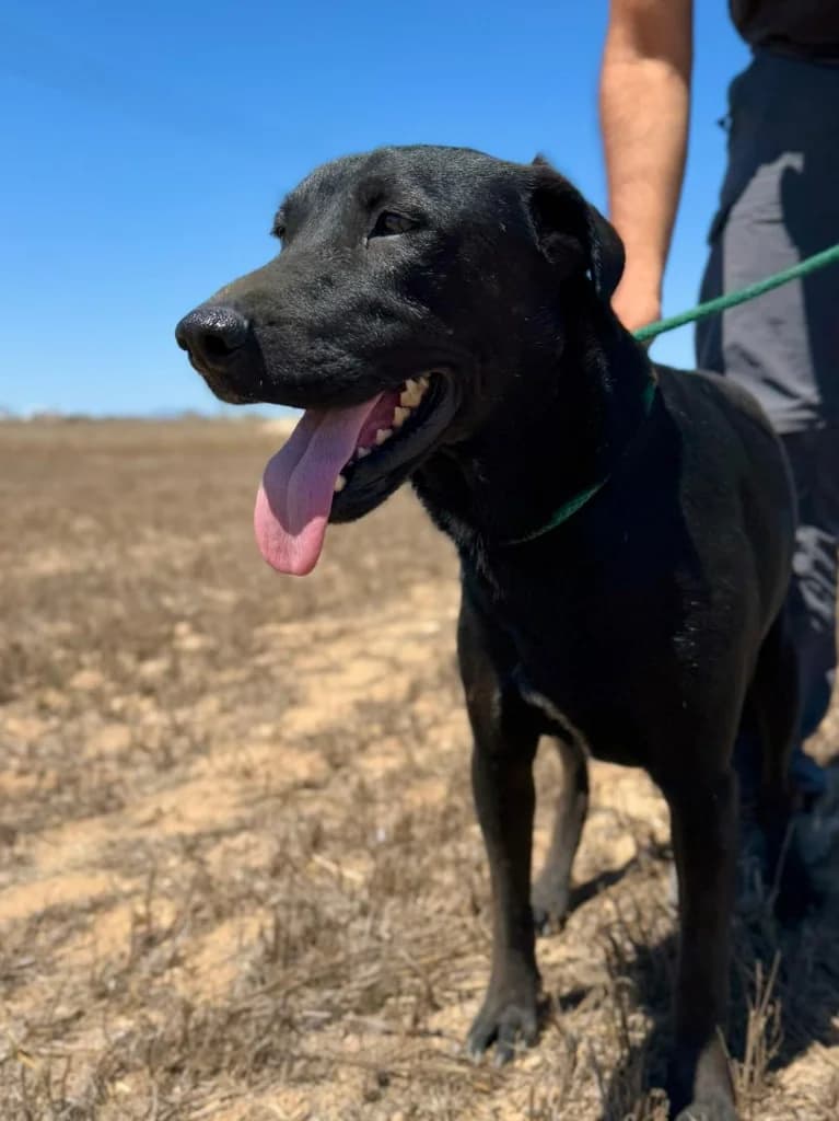 Ozzy (was Billy) / Lenny (was Blackjack), male mixed breed for adoption at Saving Souls Animal Rescue