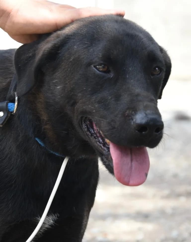 Billy / Blackjack, male mixed breed for adoption at Saving Souls Animal Rescue