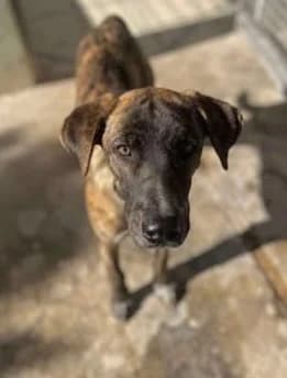 Rebellia, female mixed breed for adoption at Saving Souls Animal Rescue