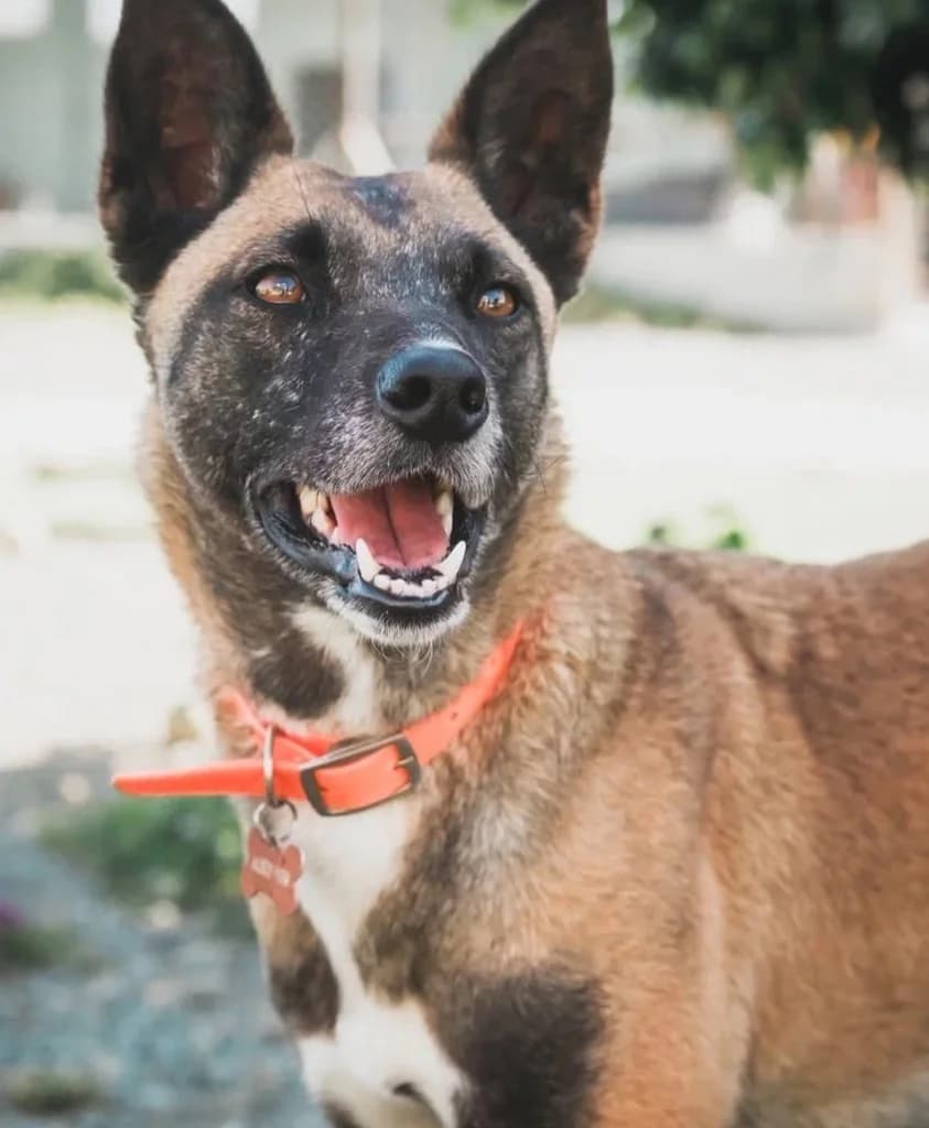Peachy, female mixed breed for adoption at Saving Souls Animal Rescue
