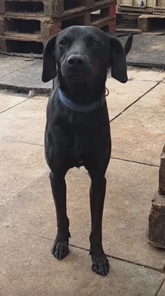 Nico, male mixed breed for adoption at Saving Souls Animal Rescue