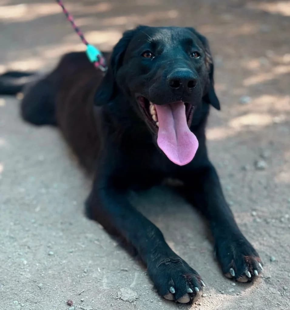 Chino, male mixed breed for adoption at Saving Souls Animal Rescue