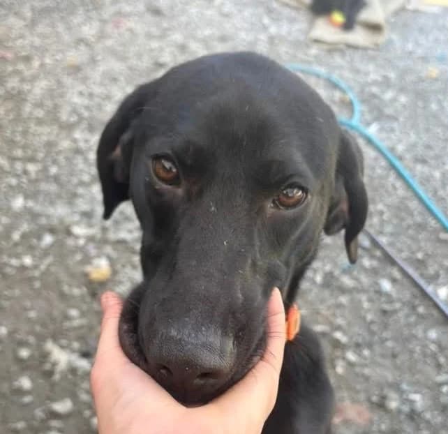 Juno, male mixed breed for adoption at Saving Souls Animal Rescue