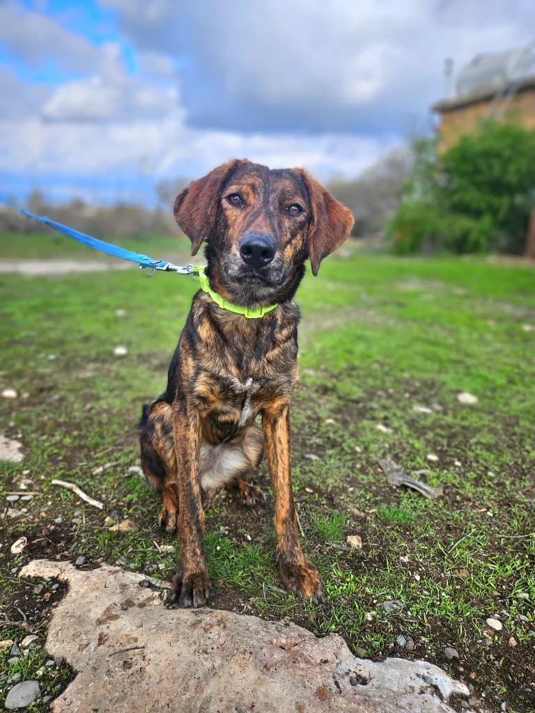 Lady, female mixed breed for adoption at Saving Souls Animal Rescue