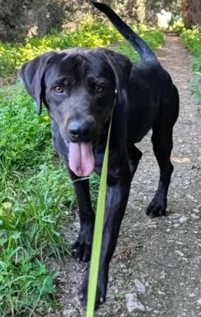 Charlie, male mixed breed for adoption at Saving Souls Animal Rescue