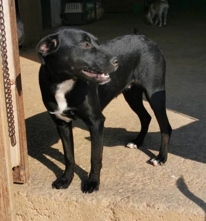 Bedi, female mixed breed for adoption at Saving Souls Animal Rescue