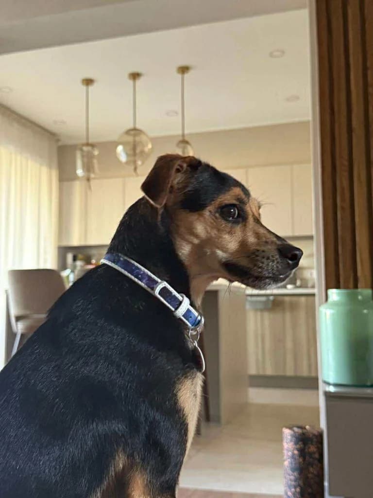 Joumbo, male mixed breed for adoption at Saving Souls Animal Rescue