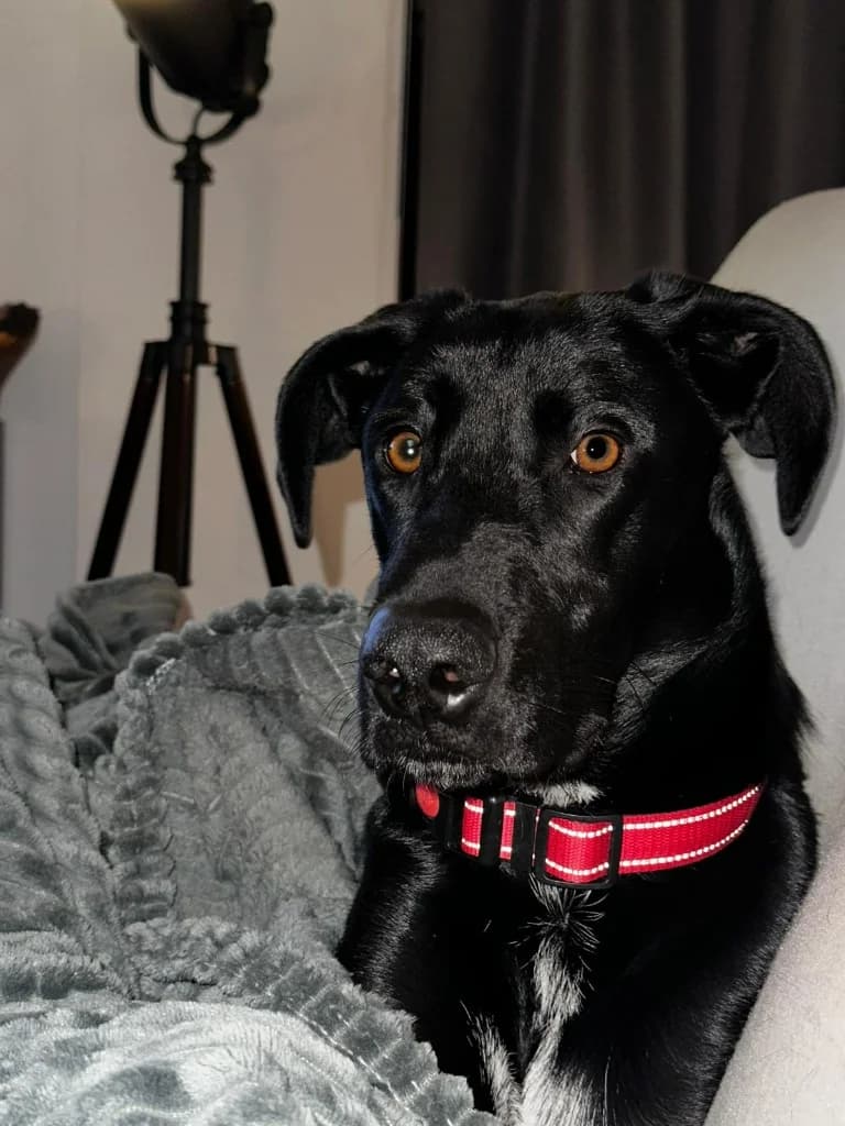 Lucky, male mixed breed for adoption at Saving Souls Animal Rescue