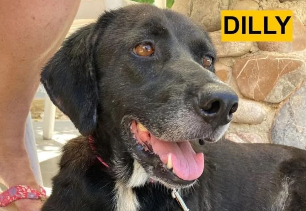Dilly, female Pointer for adoption at Saving Souls Animal Rescue