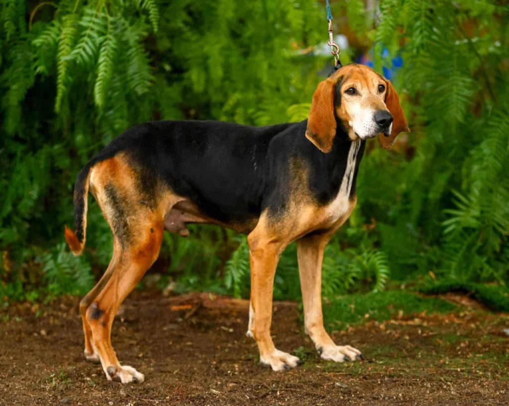 Scooby, male mixed breed for adoption at Saving Souls Animal Rescue
