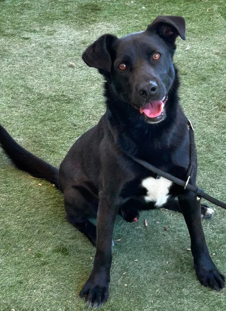 Captain (aka Boots), male Labrador Retriever for adoption at Saving Souls Animal Rescue