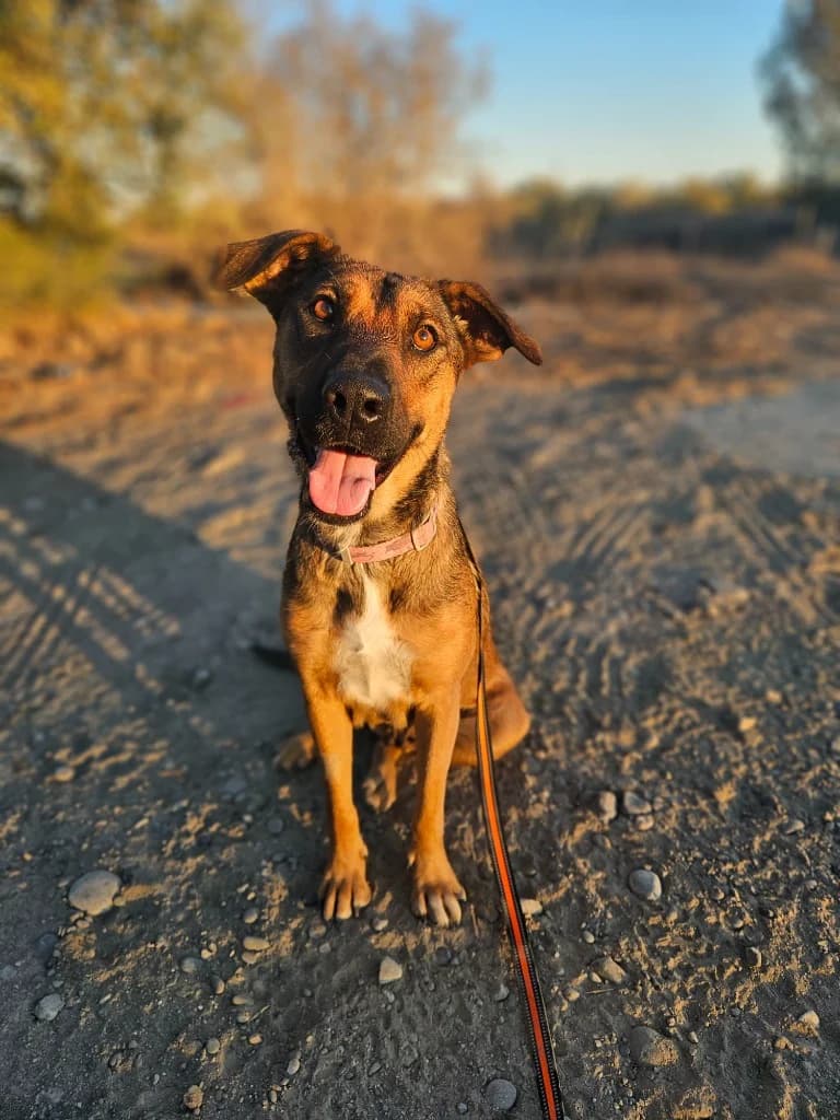 Sissy, female mixed breed for adoption at Saving Souls Animal Rescue