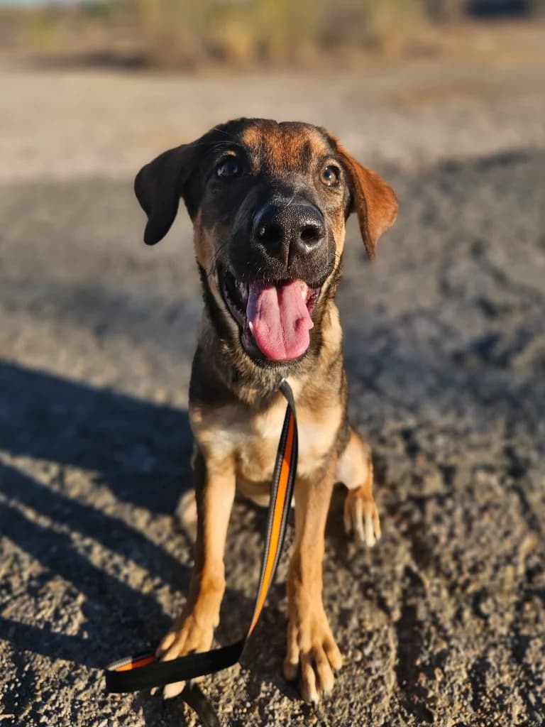 Sammy, male mixed breed for adoption at Saving Souls Animal Rescue