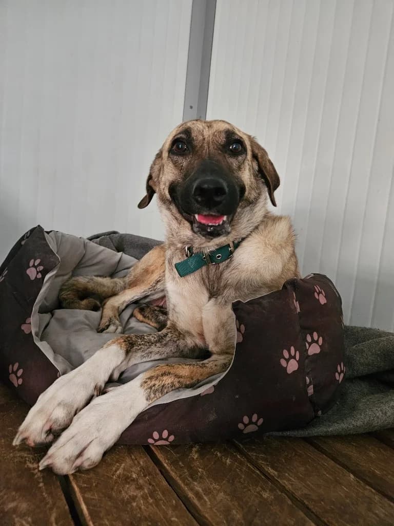 Ria, female mixed breed for adoption at Saving Souls Animal Rescue